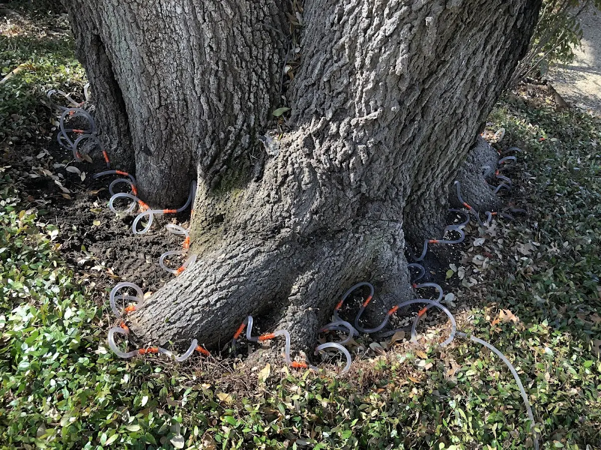 Detailed Tree Cabling and Bracing job site in Hemingford